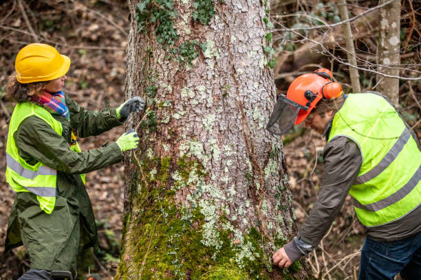 How Our Tree Care Process Works  in  New York Mills, MN