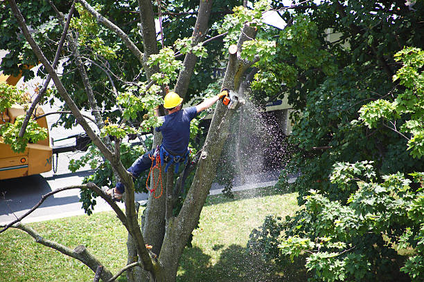 Trusted New York Mills, MN Tree Removal Services Experts